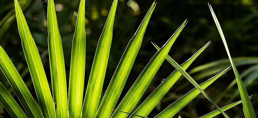 Saw Palmetto: A Natural Route to Wellness